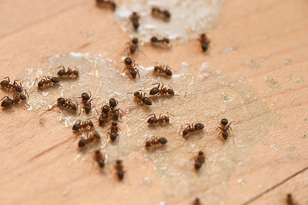 Best Residential Pest Control  in Bellville, TX