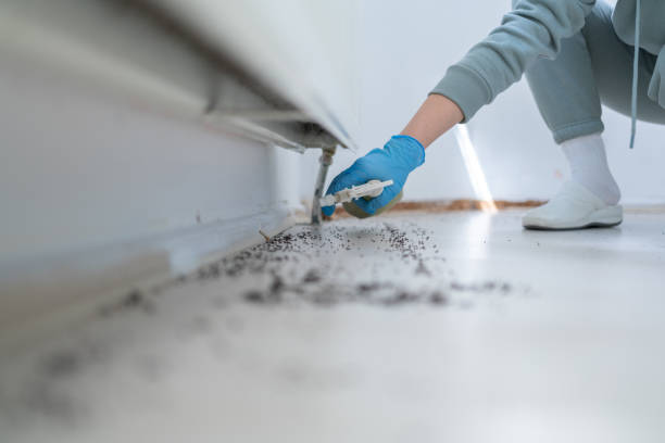 Best Insect Control  in Bellville, TX